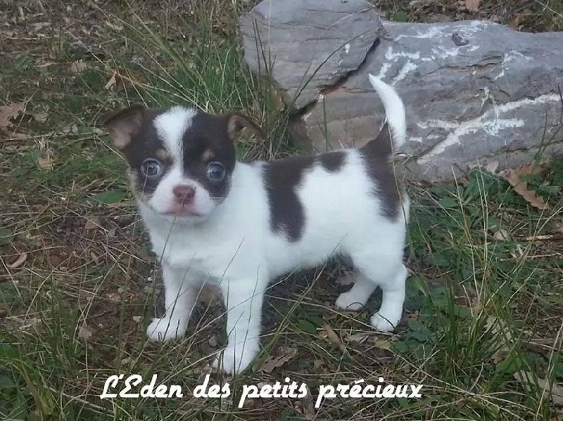 Little chocolina De L'Eden Des Petits Precieux